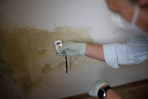 Professional Mold Remediation in Manchester, MO